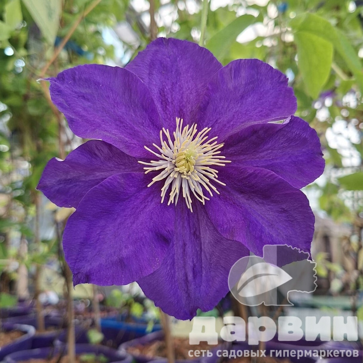 Клематис Неонка C2 