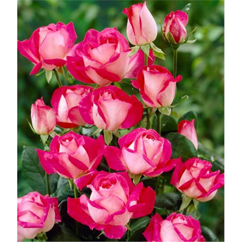 Роза чайно гибридная Сайленс  в коробке AV 