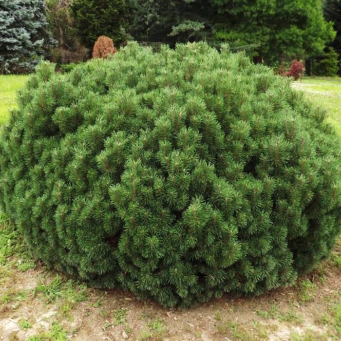 Растение ель колючая Мисс Цезарини 15-20 KG 