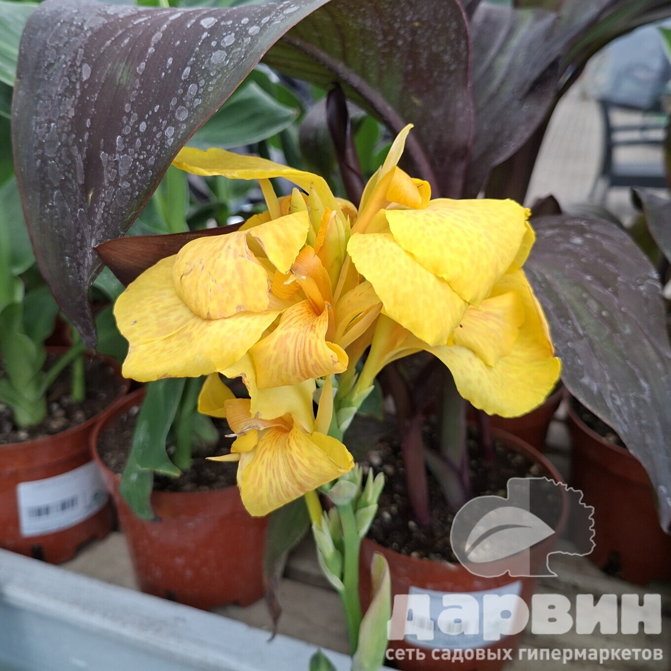 Канна Еллоу d12 Tim 