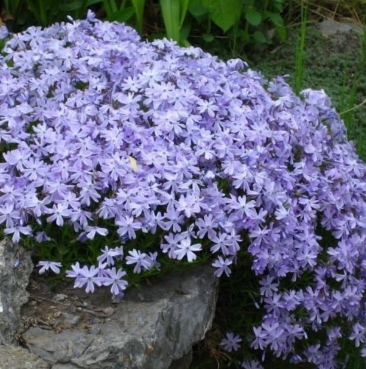 Флокс шиловидный d12 ХР 