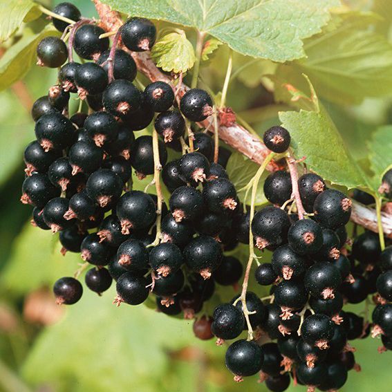 Смородина Добрый Джин черн v2 Tim 