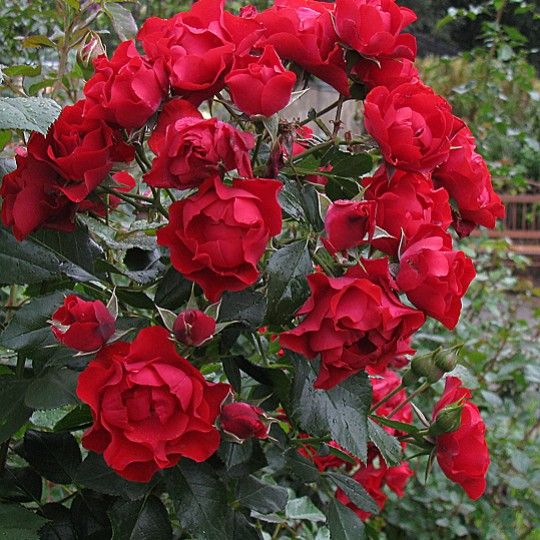 Роза флорибунда Блэк Форест Роз с5, Tim 