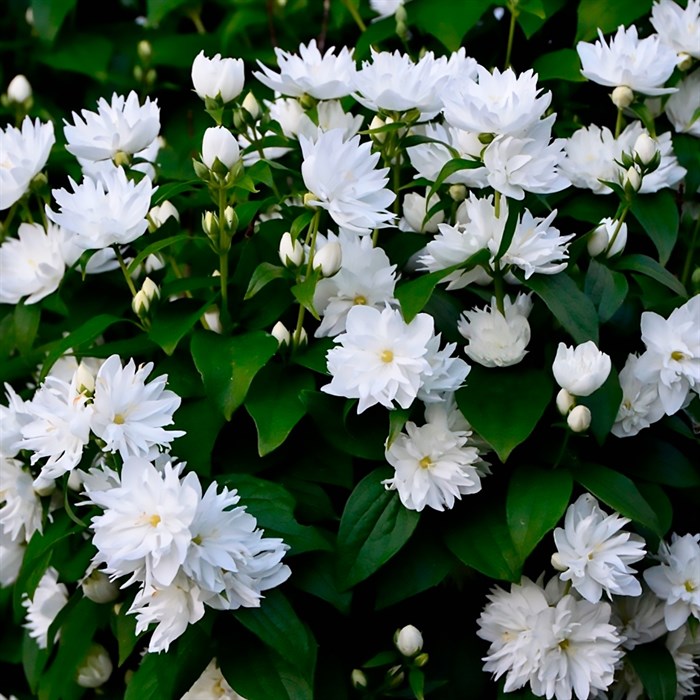 Чубушник Жирандоль v5 Lav 