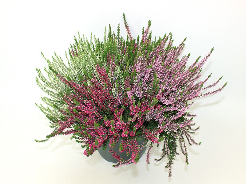 Вереск обыкновенный Гарден герлз Трио Герл d12 h20 