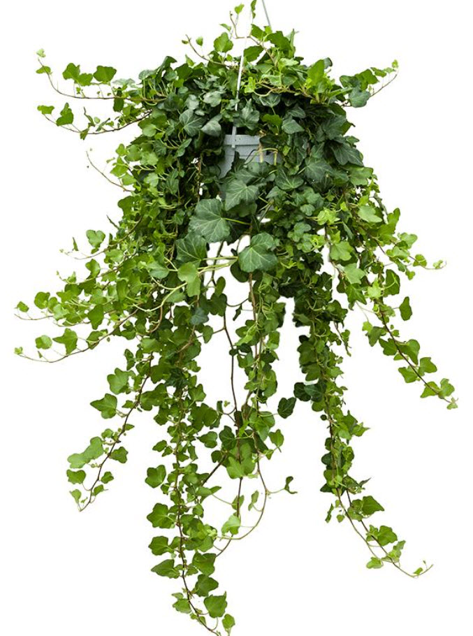 Плющ Хедера  микс d8 h10 