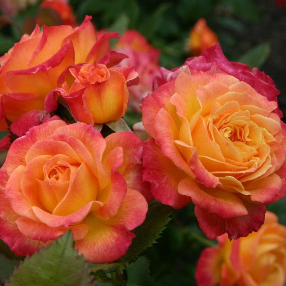 Роза флорибунда Гартенспаб с5, Tim 