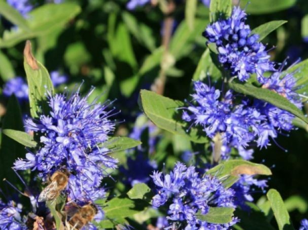 Кариоптерис кландоненский Кев Блю v2 Lav 