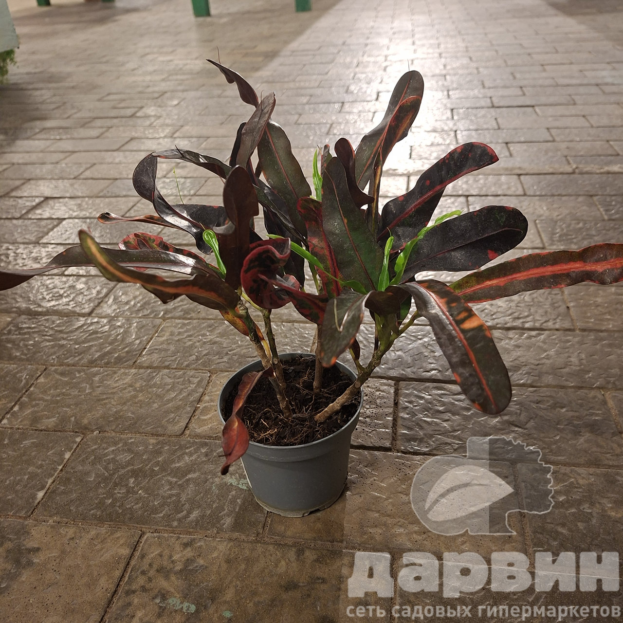 Кодиеум Мамми 3ст d12 h40 