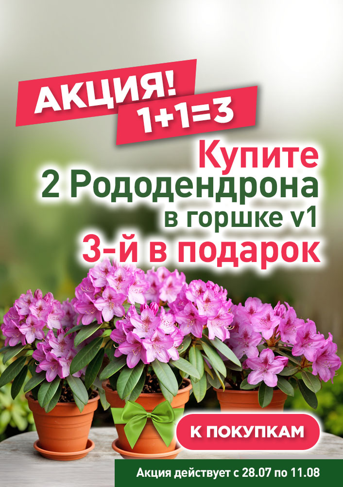 Рододендроны в горшке v1 1+1=3 