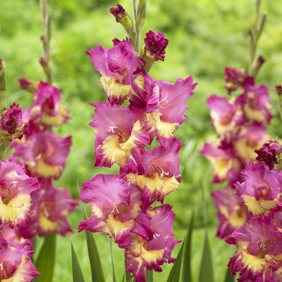 Луковица Гладиолус Фар Вест, 5шт/уп 