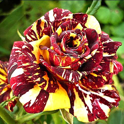 Роза флорибунда Абракадабра с5, Tim 