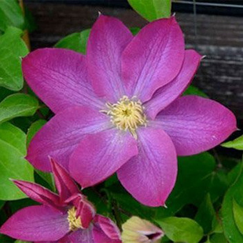 Клематис Nocturne C2 E 