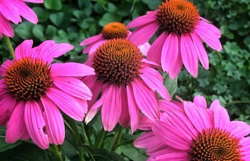 Эхинацея Примадонна Дип Роуз,d12,XP 