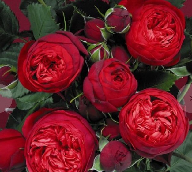 Роза чайно-гибридная Пиано С3,5 ЦО 