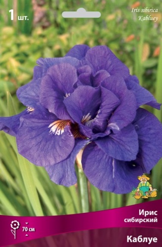 Кореневище Ирис сибирский Каблуе 1шт Поиск 