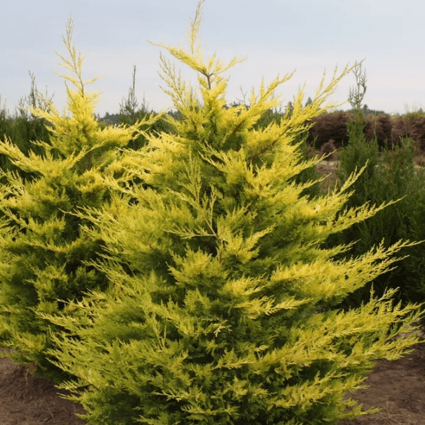 Купрессоципарис лейланда Голд Райде v2 Tim 