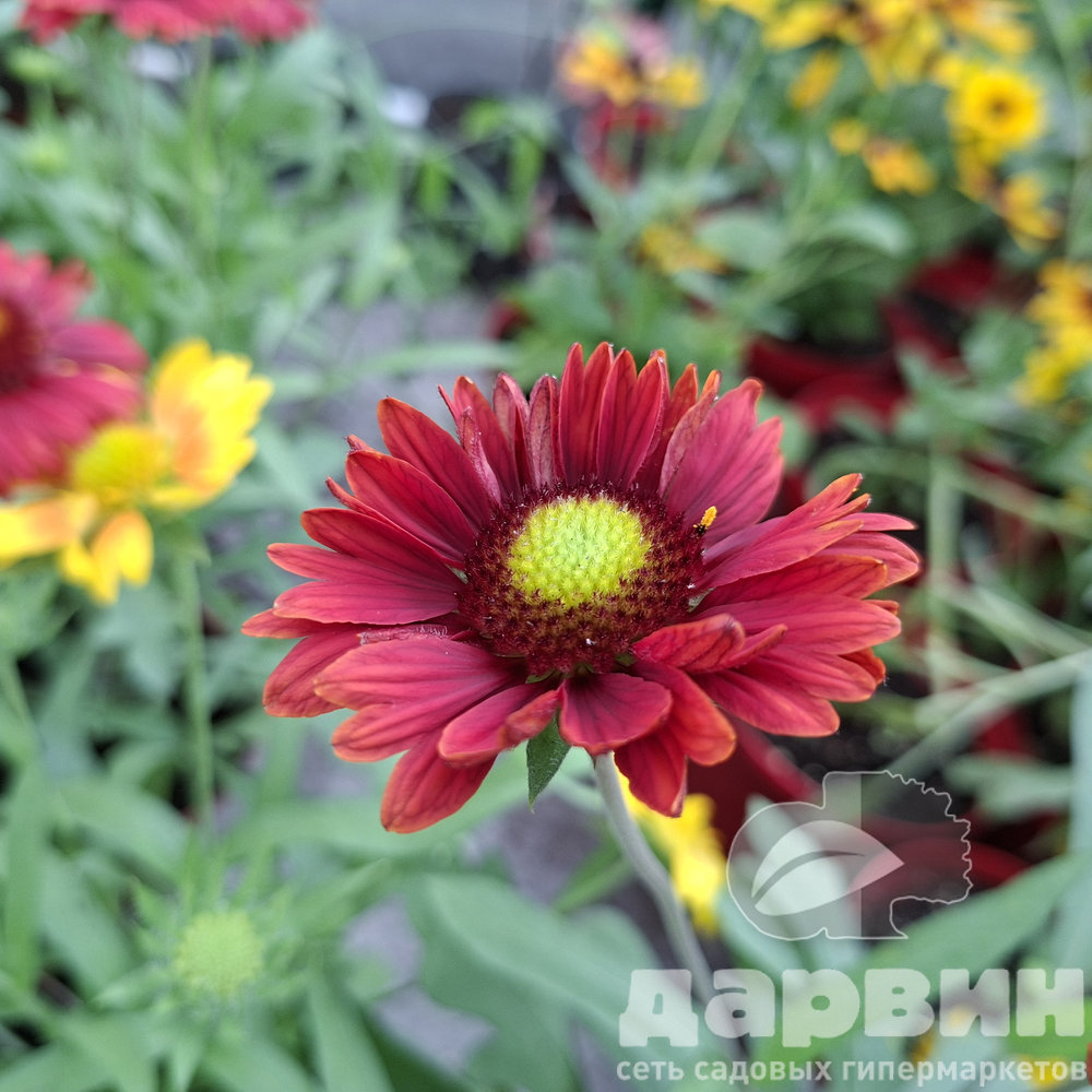 Гайлардия d12 Tim 