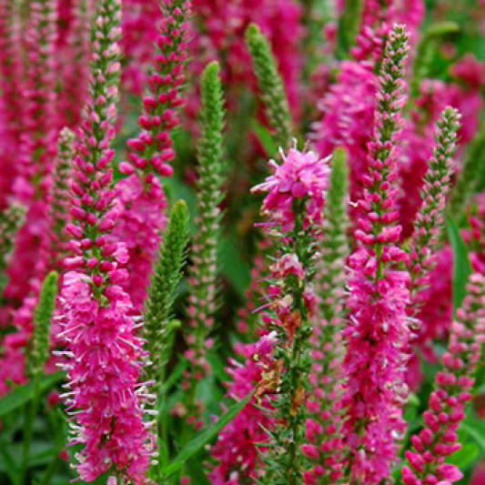 Вероника Ротфукс v 2 Tim 