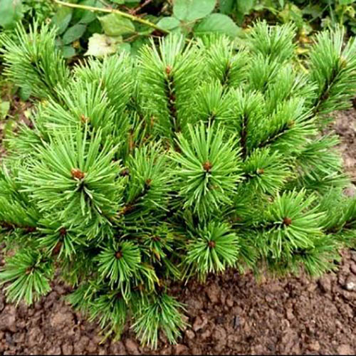 Растение сосна горная Манпитз 60/70, C35 Ks 