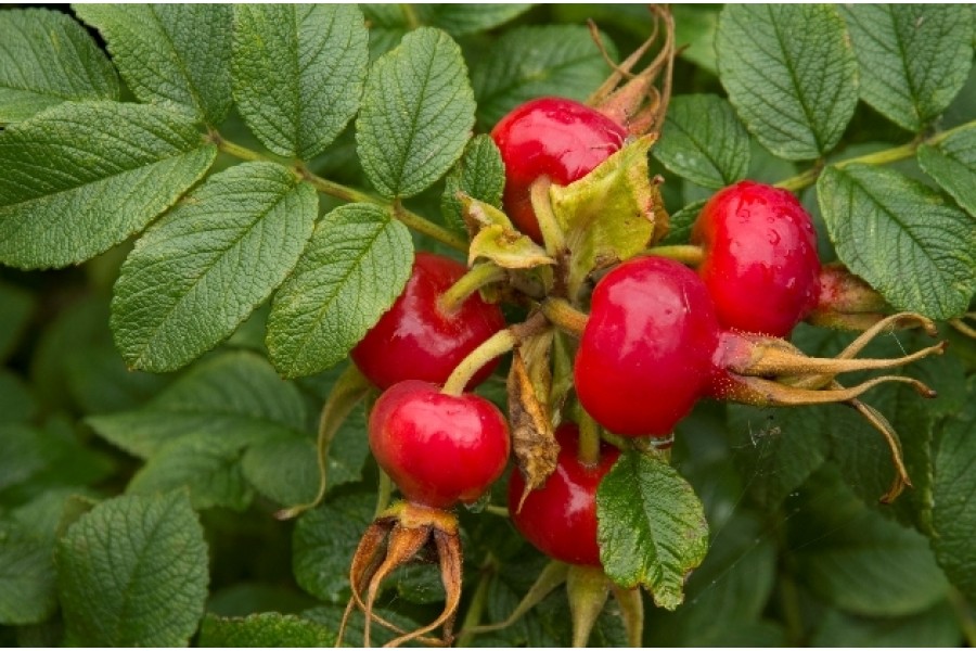 Шиповник Юбилейный v2 ЦО по цене   Шиповник Юбилейный v2 ЦО