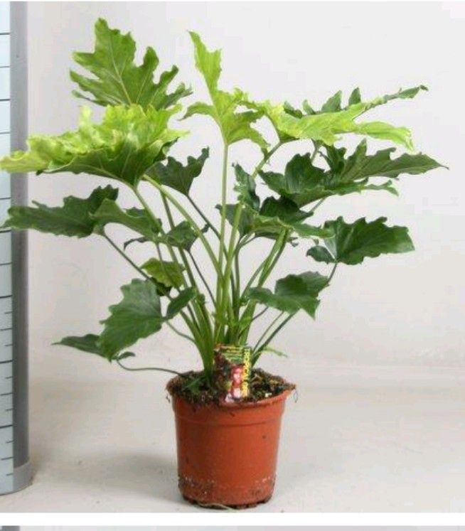 Филодендрон Литл Хоуп d15 Tim 