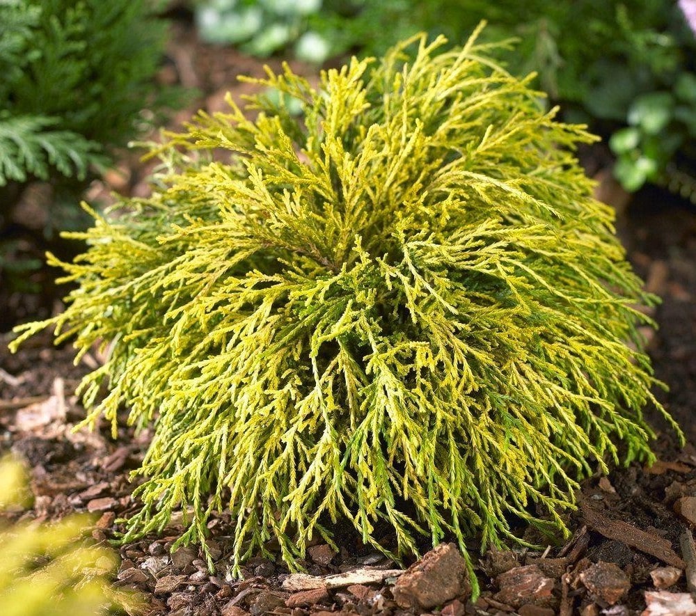 Кипарисовик горохоплодный Голд Спенгл v7,5 20-40 Bor 