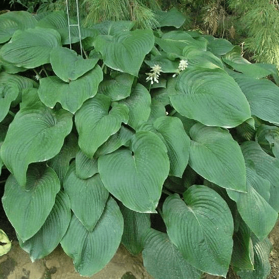 Хоста Токудама Флавоцирциналис v2 Lav 