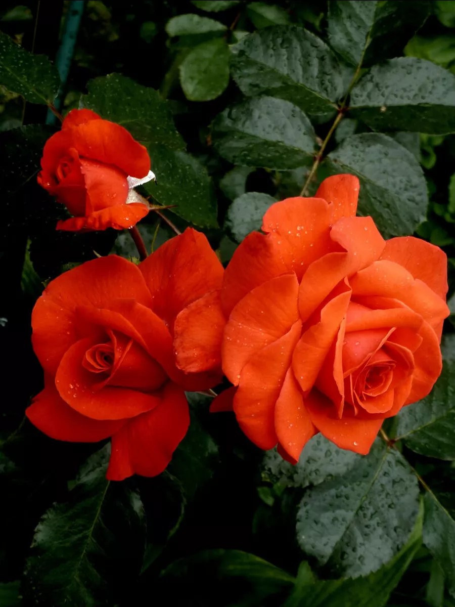 Роза Салита в коробке АФ 