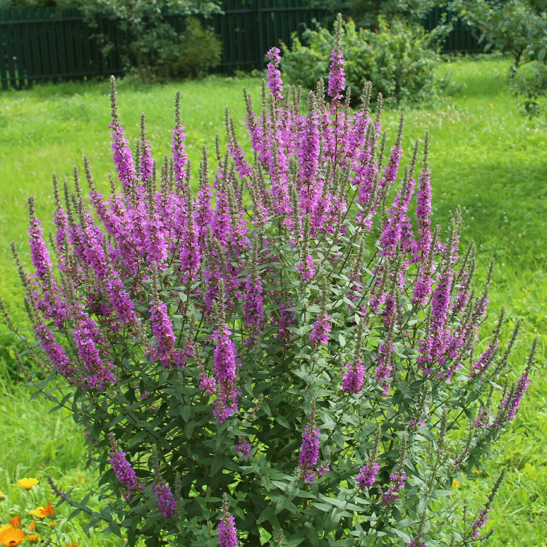 Дербенник v1,5 Push 