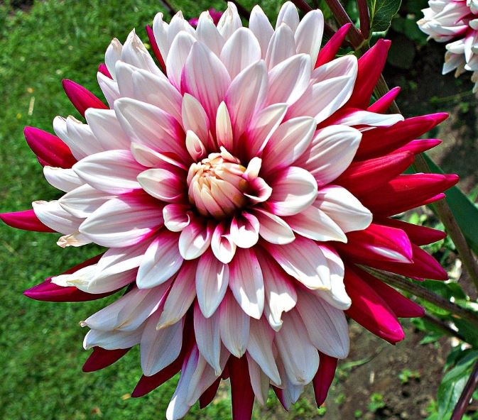 Клубень НВМ Георгина декоративная Ребеккас Ворлд  1шт 