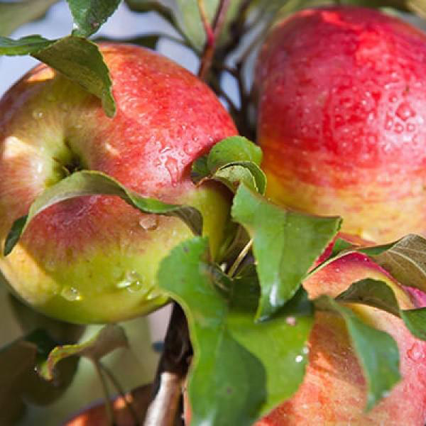 Яблоня Мелба v7,5 125-150 