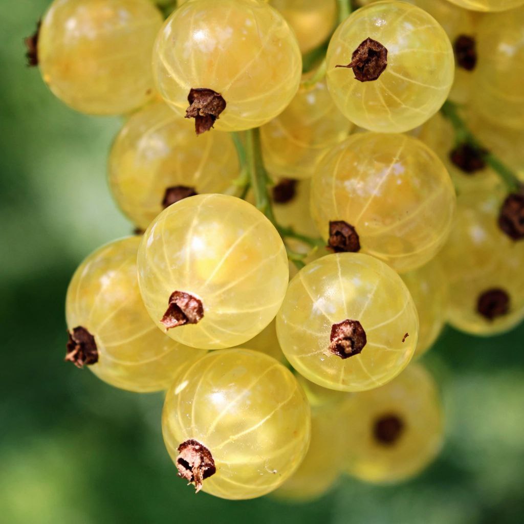 Смородина белая Императорская желтая в коробке, Tim 