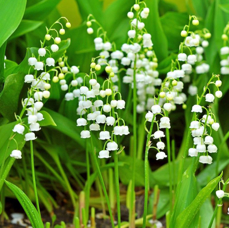 Ландыш майский d12 ХР 