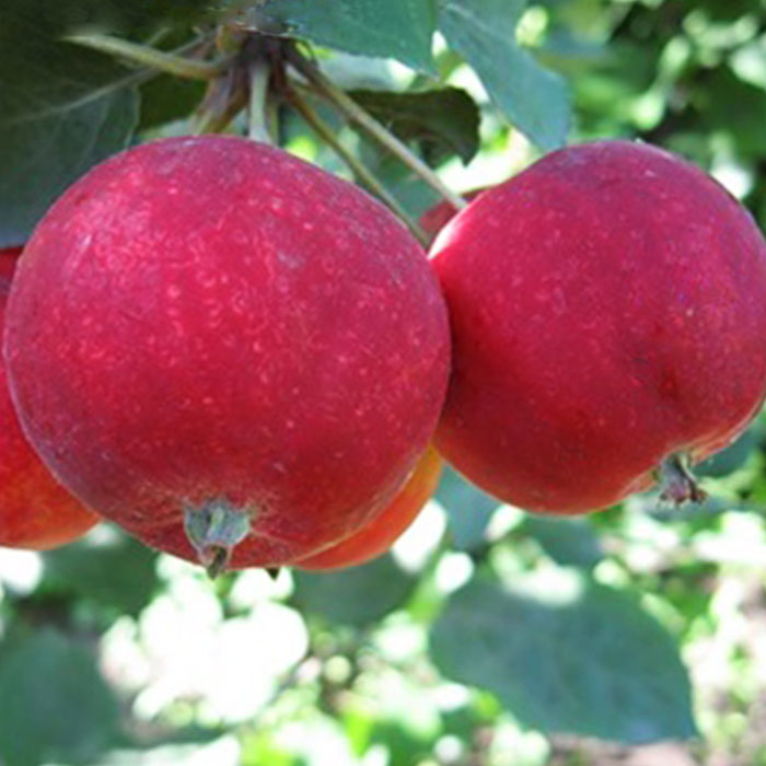 Яблоня Алтайское багряное, v 5-10 