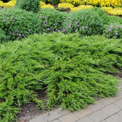 Растение можжевельник казацкий Буффало с5, 30-40см 