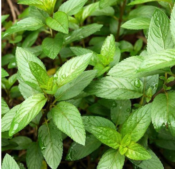 Мята Гранада С 1,5 ЦО 