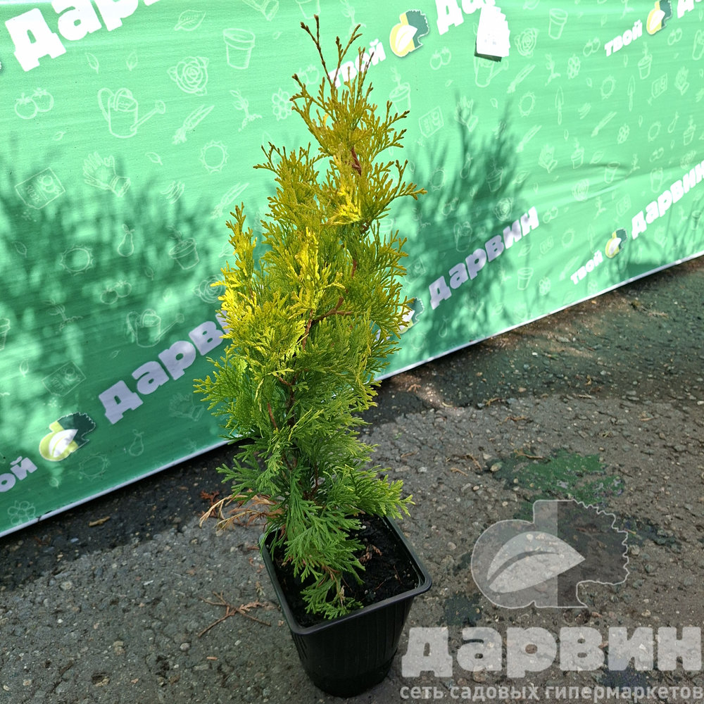 Туя западная Санни Смарагд v2 Lav 