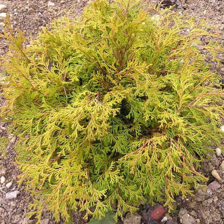 Кипарисовик тупой Камарачиба C3 25-30 cm Sch 