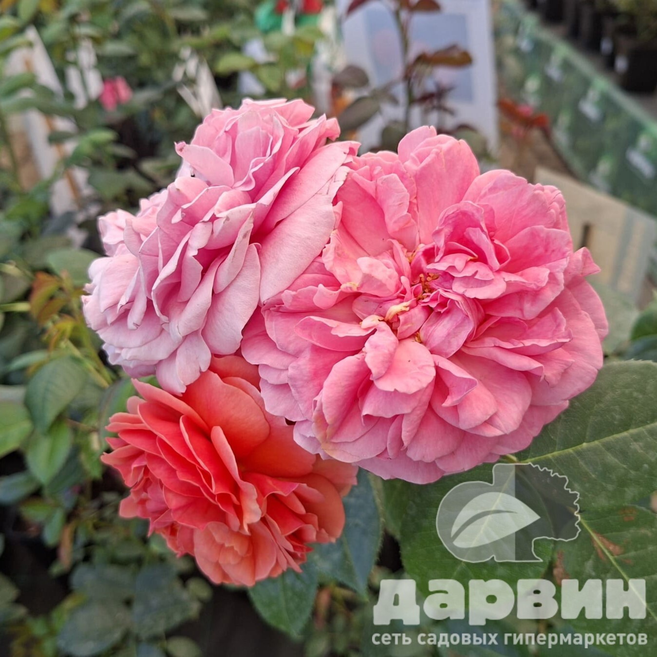 Роза чайно-гибридная Чиппэндейл v5 Lav 