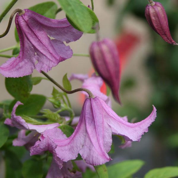 Клематис Хизер Хершил v2 