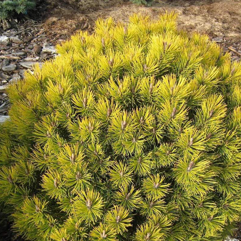 Растение сосна горная Опфир с3 BL 