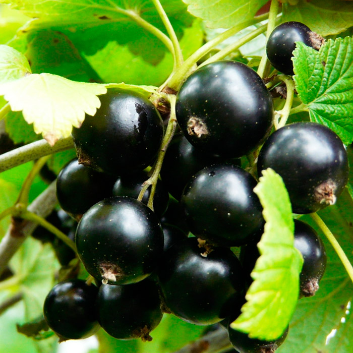 Смородина Валовая черн v5 Tim по цене  Смородина Валовая черн v5 Tim