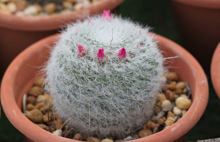 Маммилярия Ханиана Гана d10 h12 