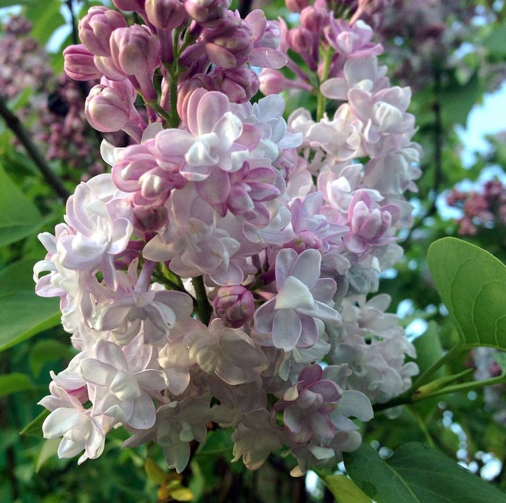 Сирень обыкновенная Красавица Москвы v15 80-100 YP 