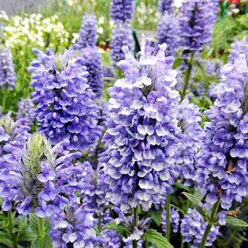 Котовник Блю Мун d12 Tim 