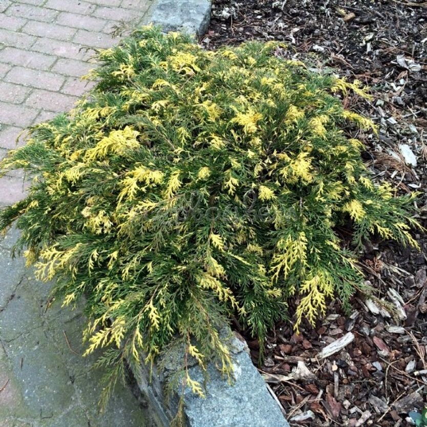 Микробиота перекрестнопарая Карнивал v2 Lav 