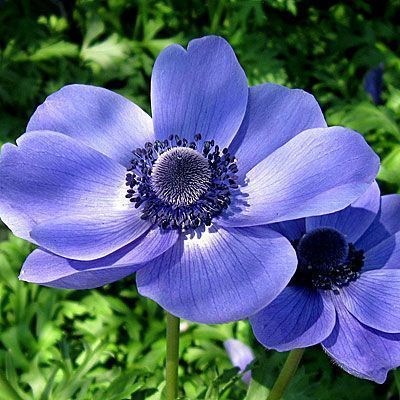 Клубень Анемона Мистер Фокер  6/7  20 шт 