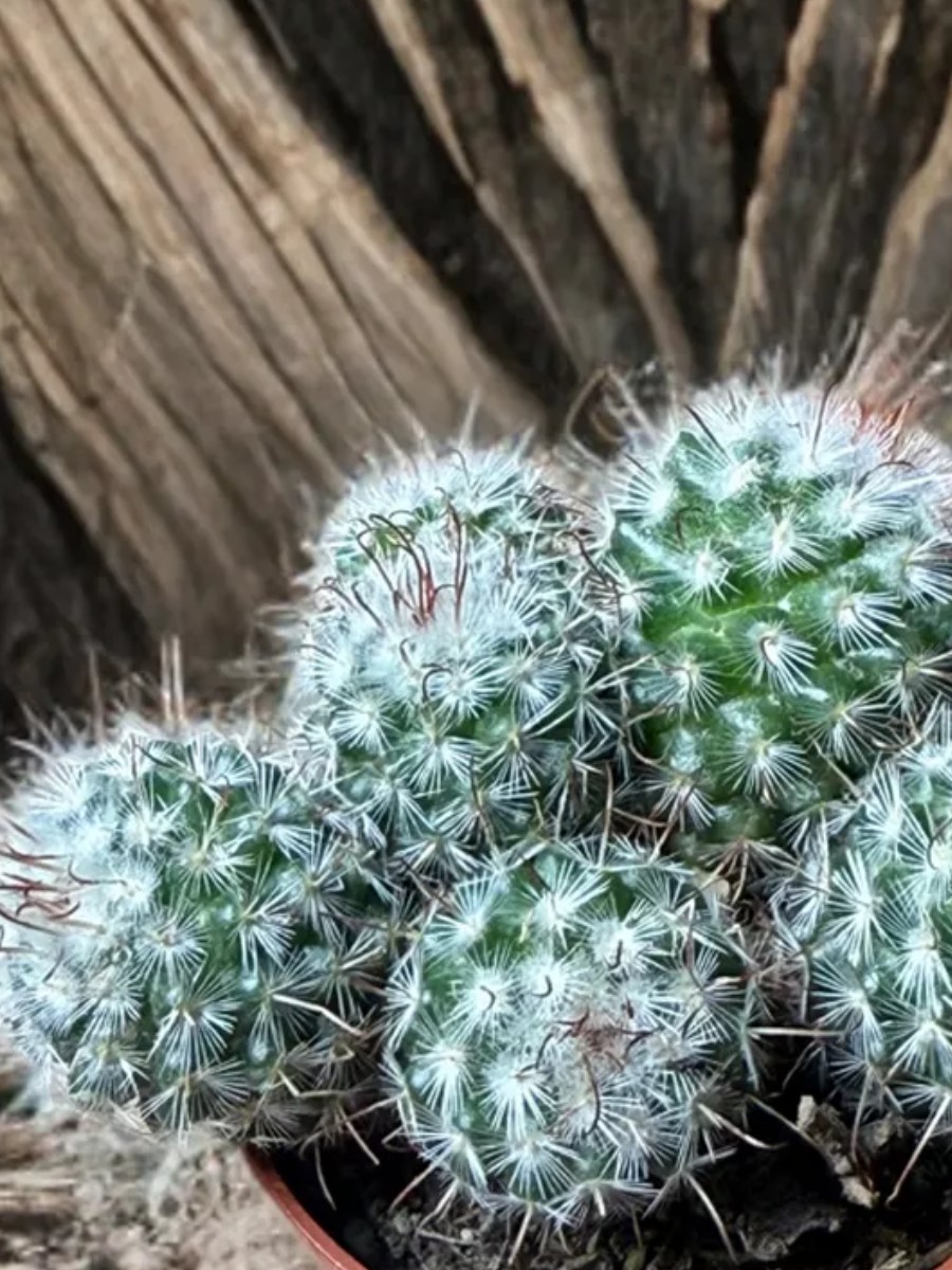 Маммилярия Бомбицина d8 h12 