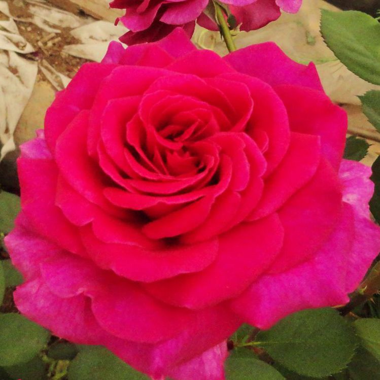 Роза чайно-гибридная Пароле с5, Tim 